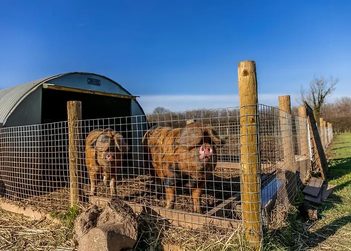 Morgan Sweet, Apple Tree Glamping, Nr Wells