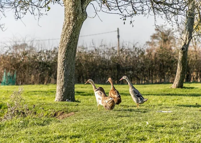 Morgan Sweet, Apple Tree Glamping, Nr Wells