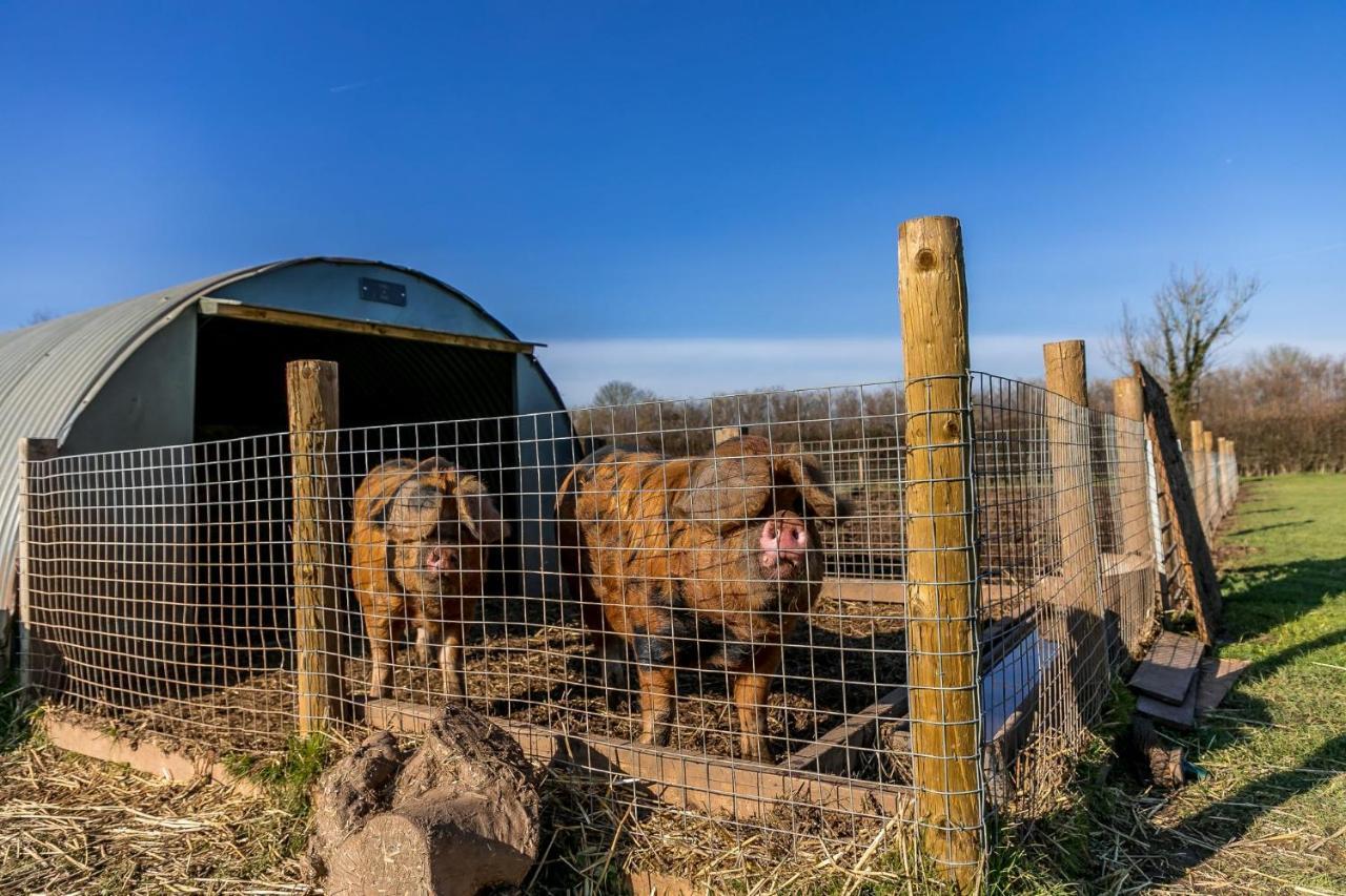Morgan Sweet, Apple Tree Glamping, Nr Holiday home